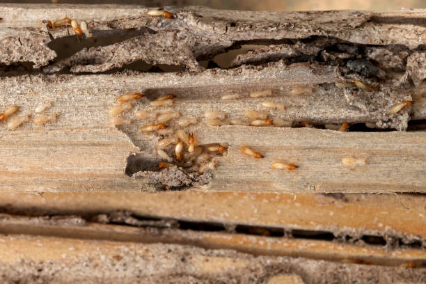 Best Mosquito Control Services  in Ahtanum, WA
